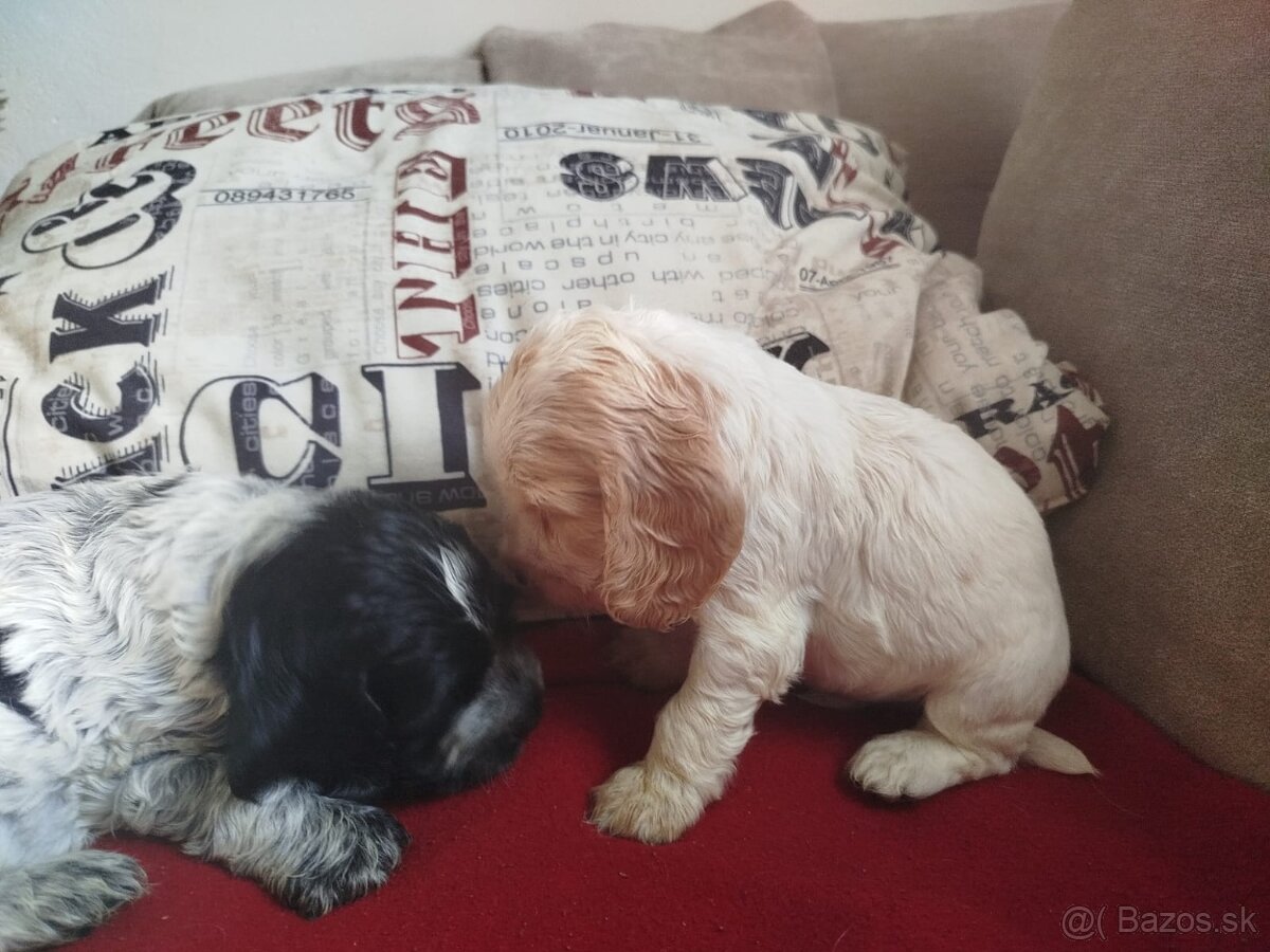 Anglický kokeršpaniel s PP - 7