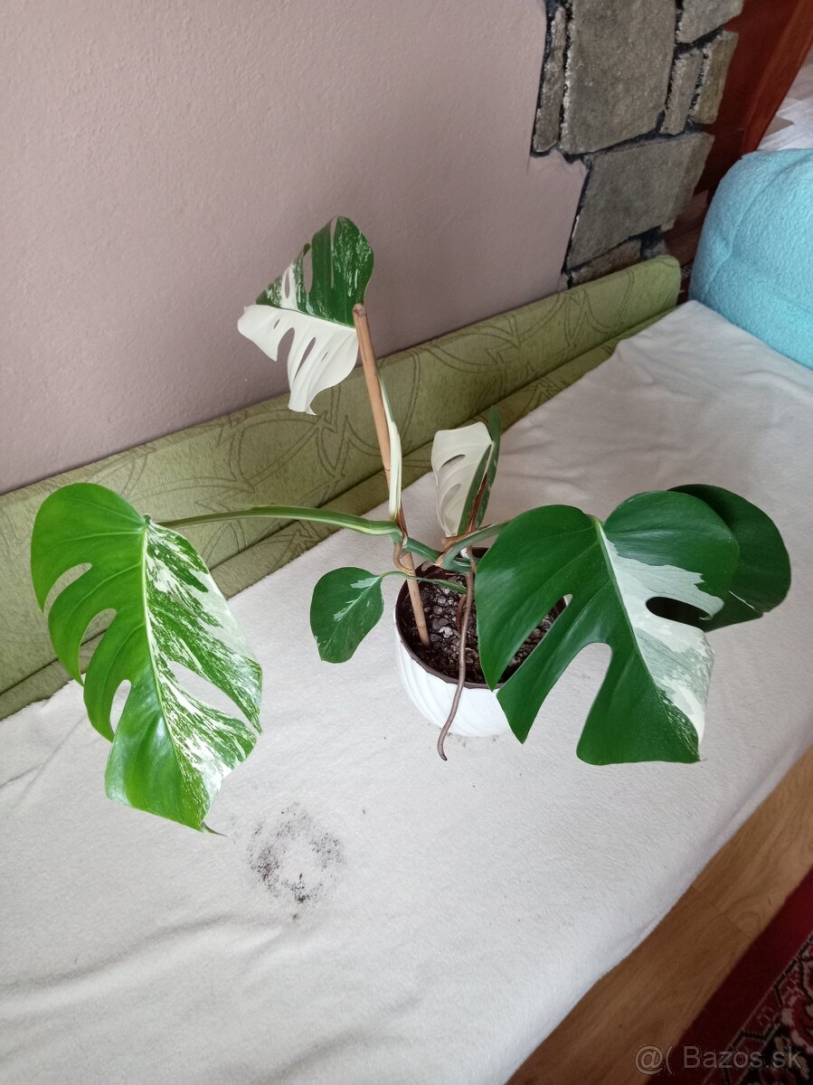 Monstera variegata - 7