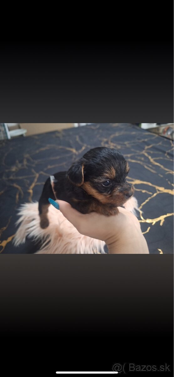 Mini Yorkshire terrier - 7