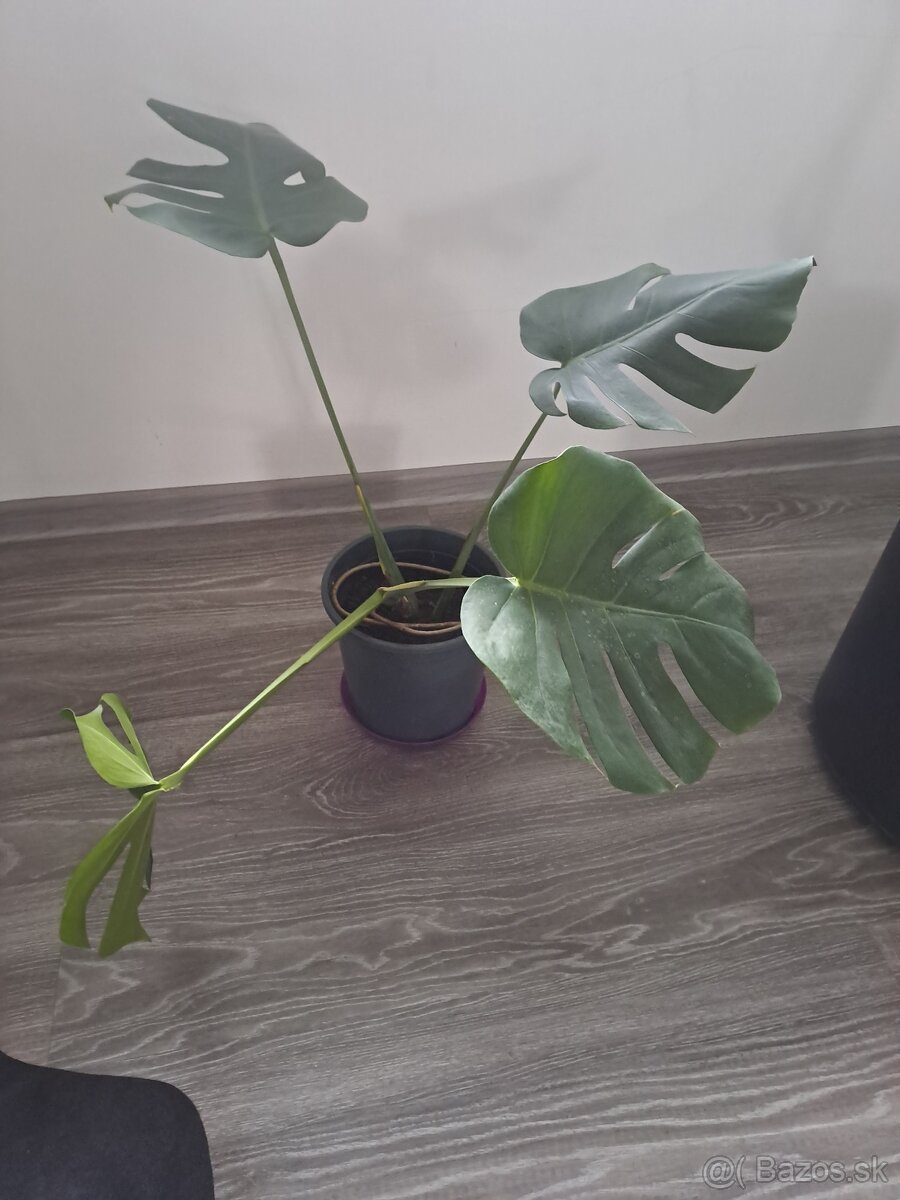 Monstera kvet cca 30-40cm - 7