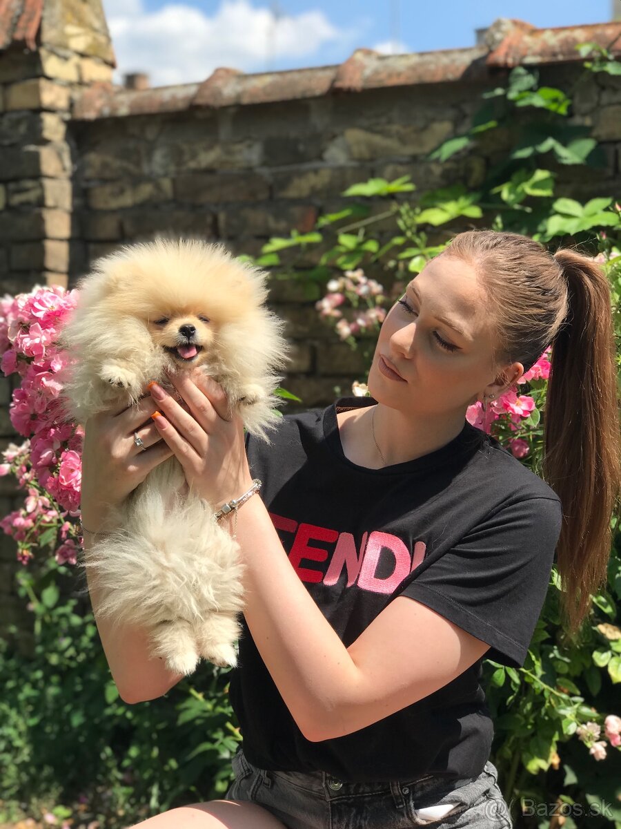 Pomeranian Boo-šteniatká na predaj - 7