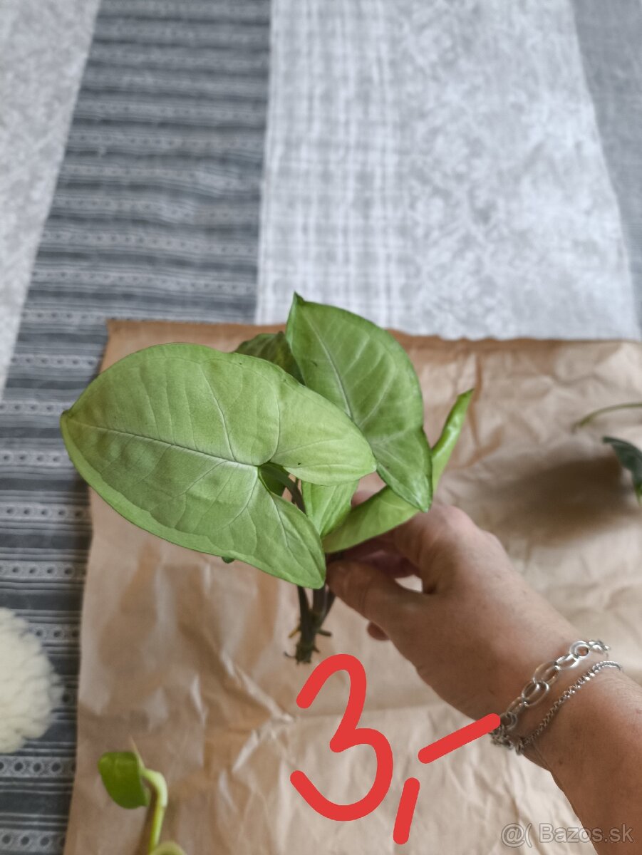 Izbové rastliny odrezky - 7