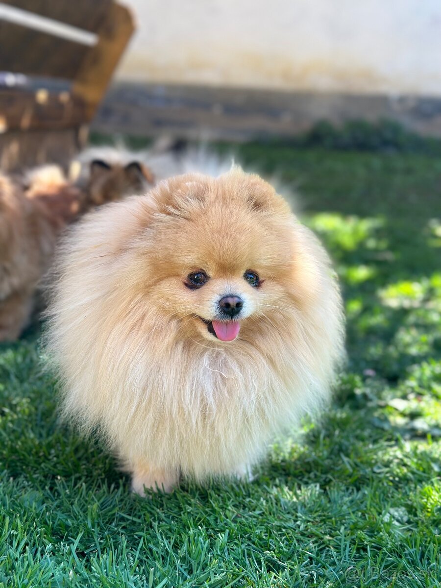 Boo šteniatka pomeraniana - 7