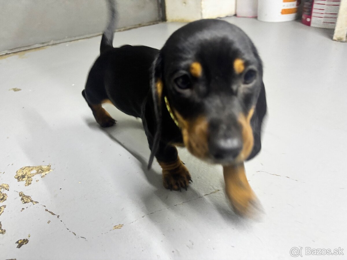 Jazvečík kratkosrstý - 7