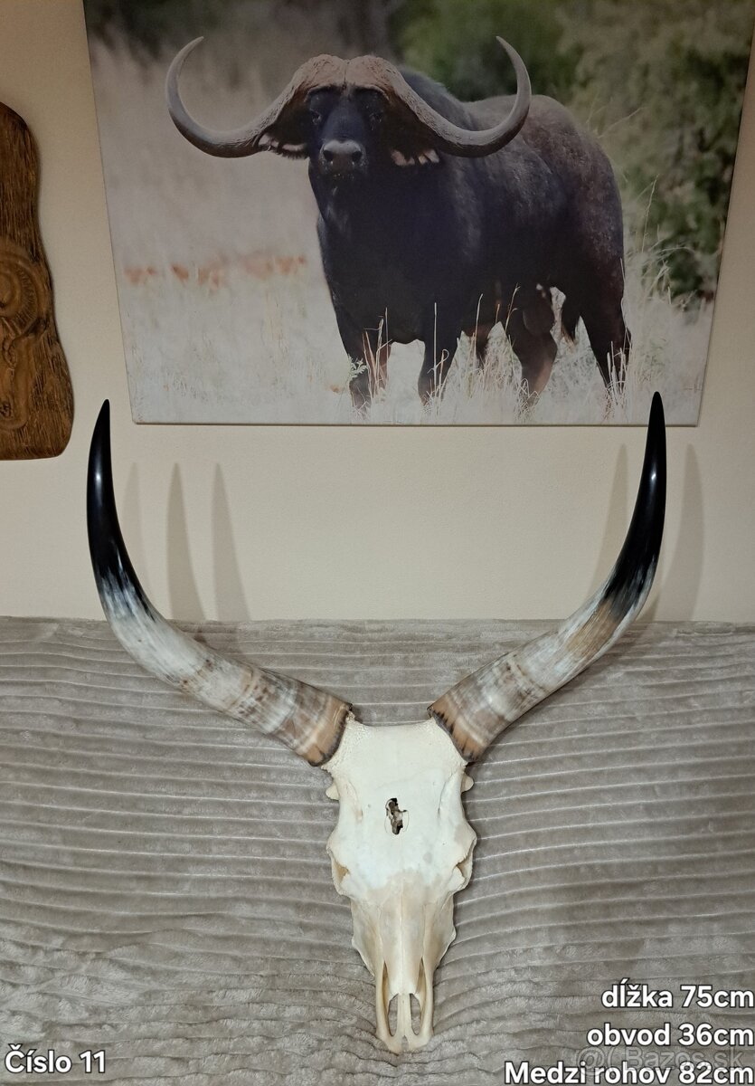 Trofeje, maďarský stepný - 7