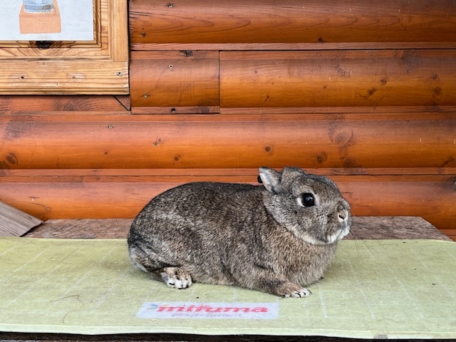 Zdrobneny divosfarbeny - 7