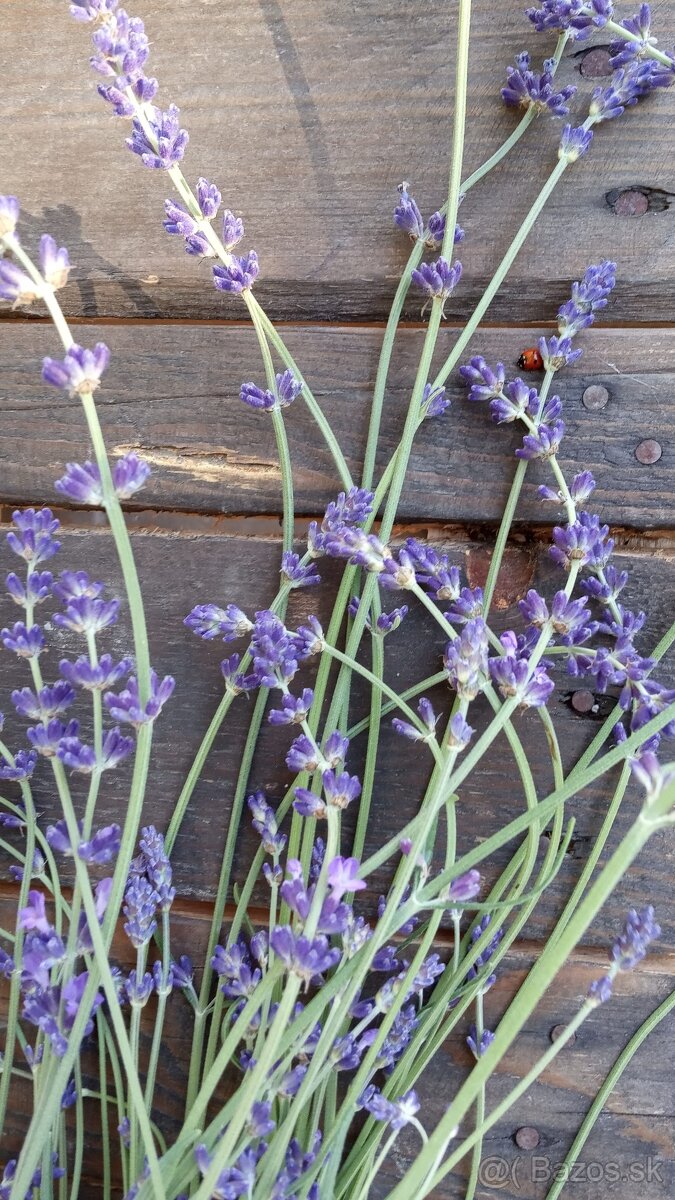 Levanduľa lekárska - sadenice - 7