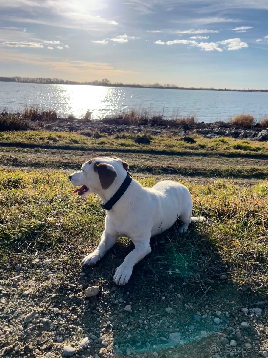 Jack Russell teriér krytie - 7