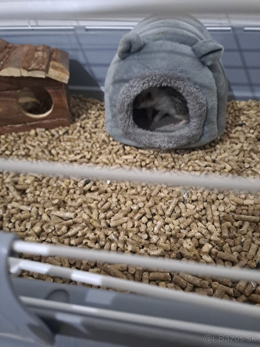 Ježko bielobruchý s vybavením - 7