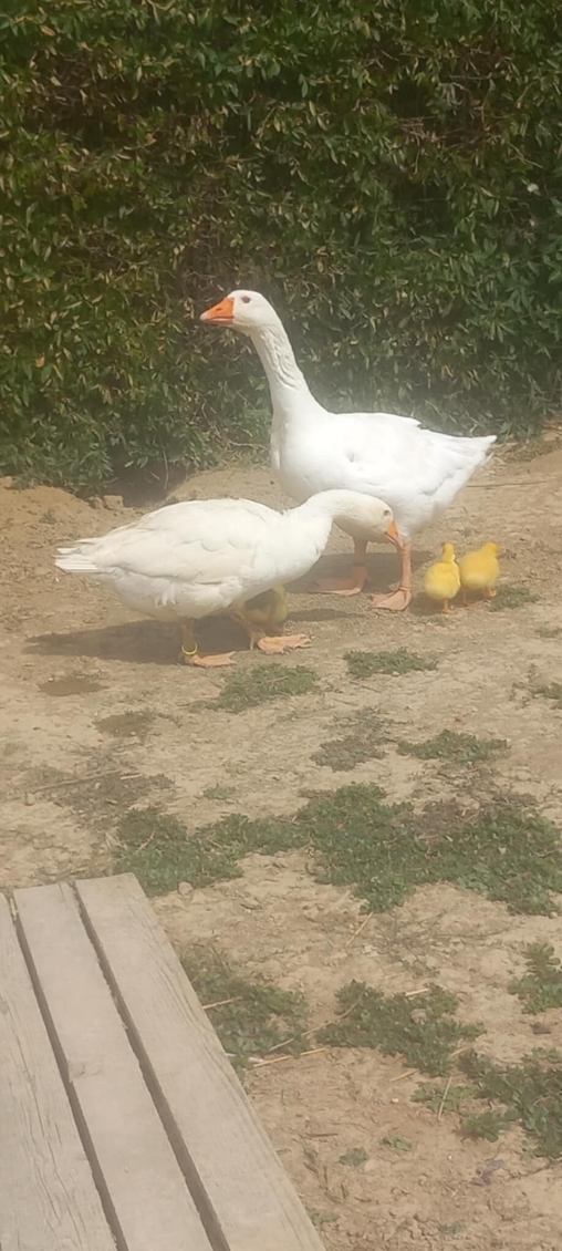 Slovenská biela hus- samec - 7