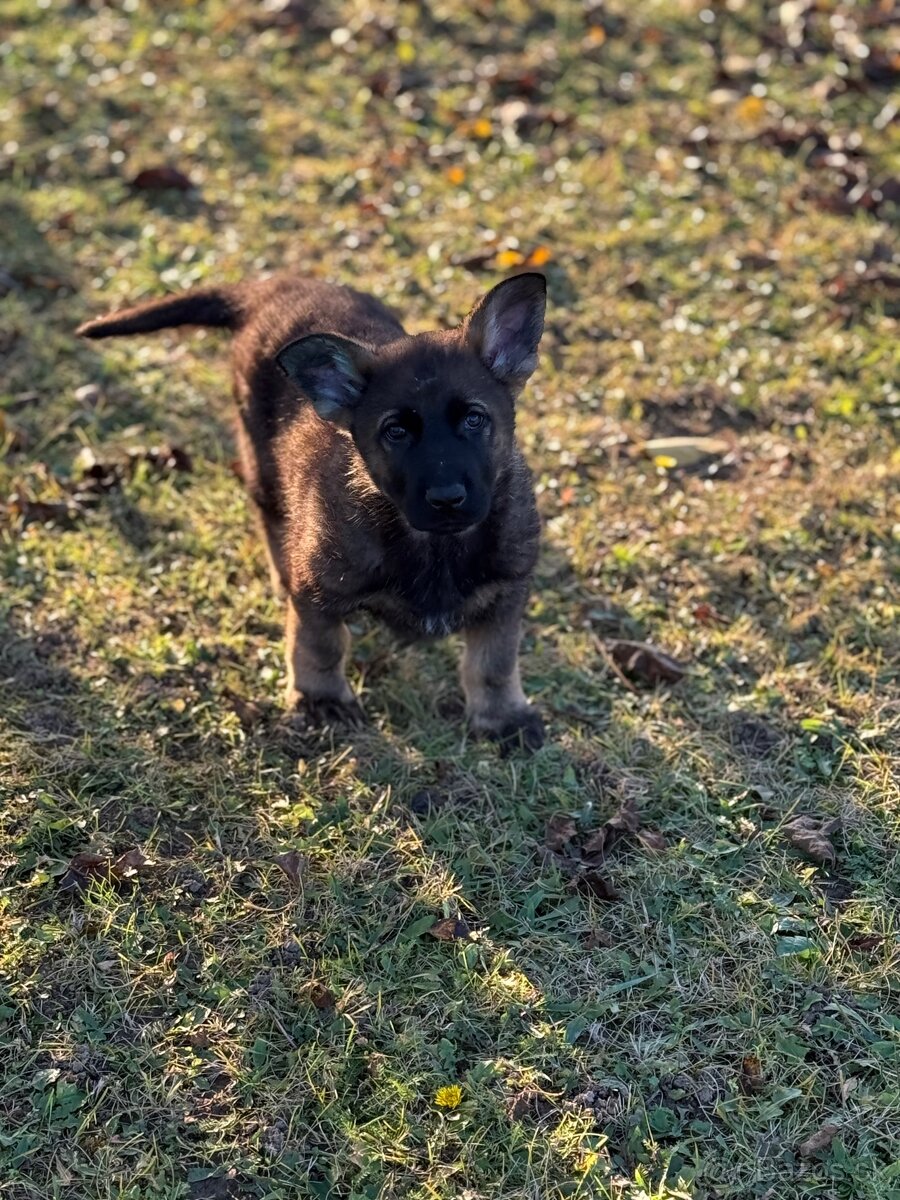 Šteniatka nemecký ovčiak s PP - 7