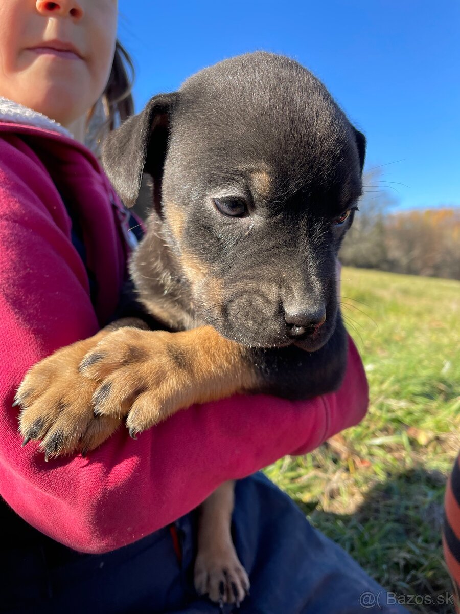 Šteniatka po super rodičoch ❤️ - 7
