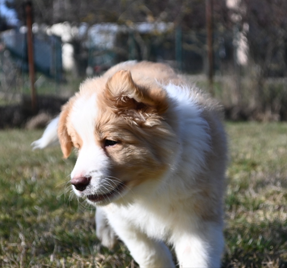Border Collie / Border Kólia s PP - 7