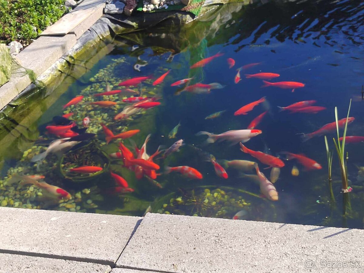 Jazierkove ryby - 7