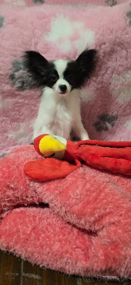 Papillon šteniatko s PP - 7