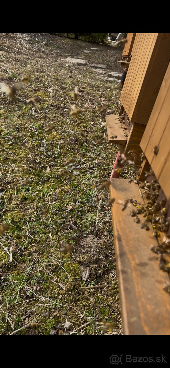 Predám včely s úľmi aj celou výbavou - 7