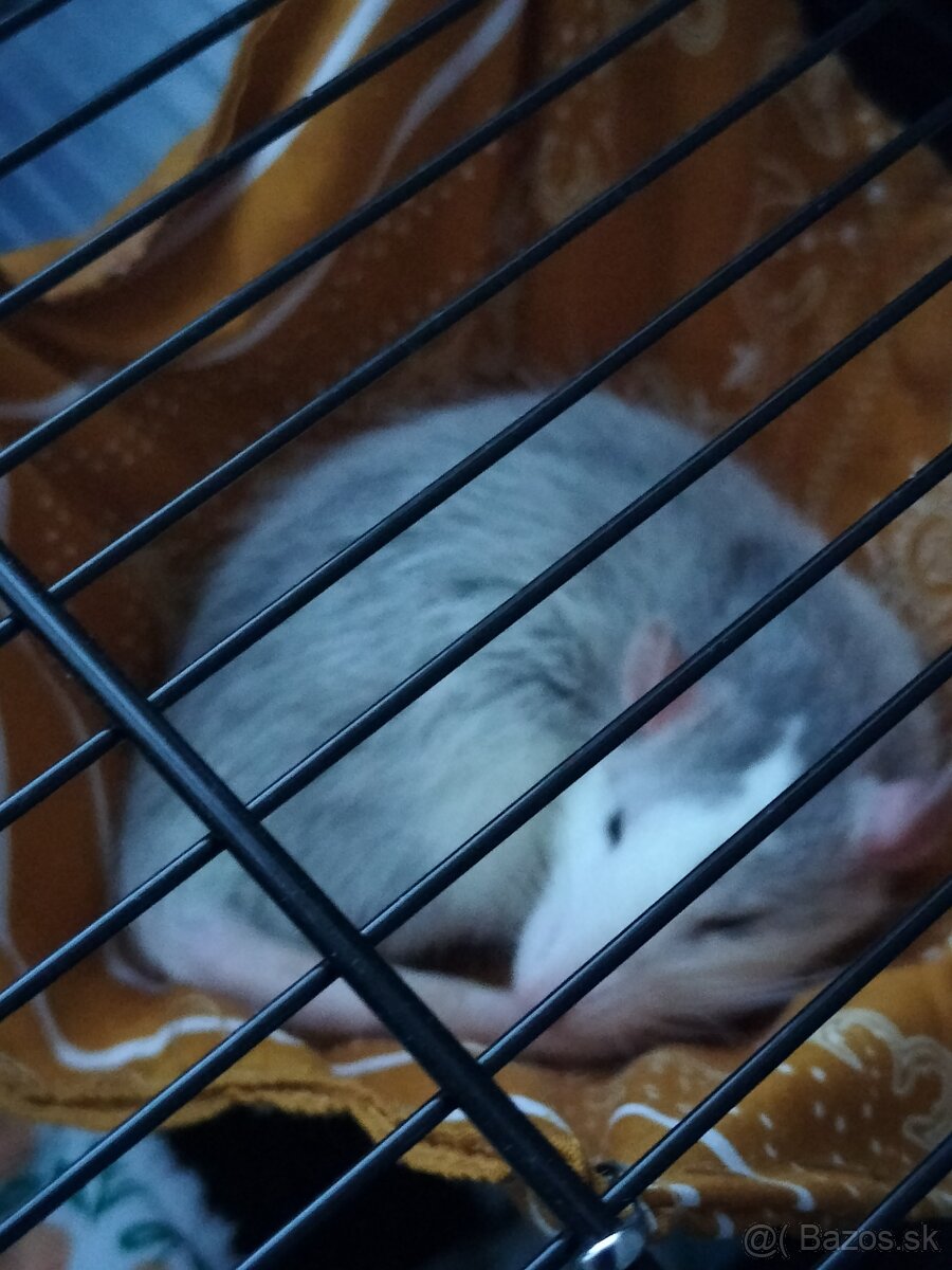 Klietka s dvomi potkaníkmi - 7