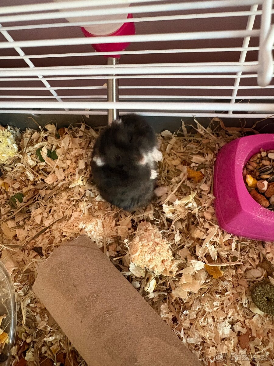 Škrečkovia samci - 7