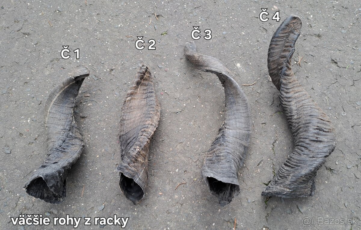 Trofeje, rohy 25-70cm - 7