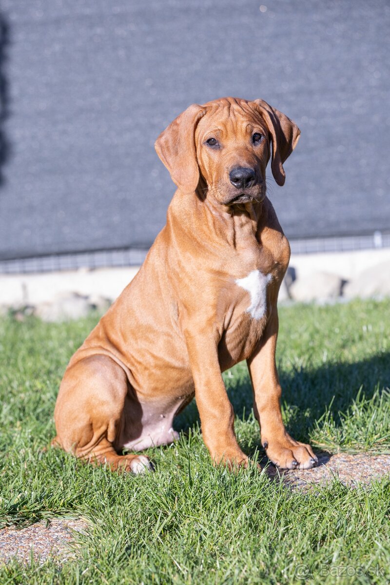 Rhodesian ridgeback 15 weeks old male puppy - 7