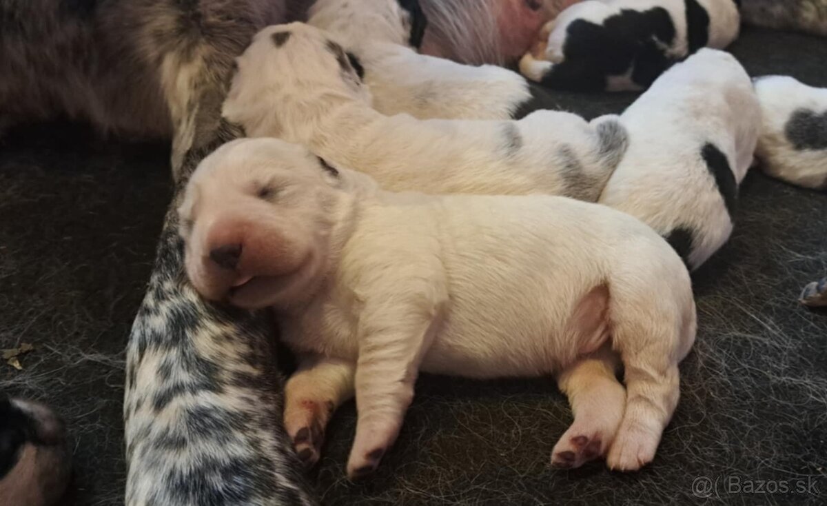 Stredoázijský ovčiak - šteniatka s PP - 7