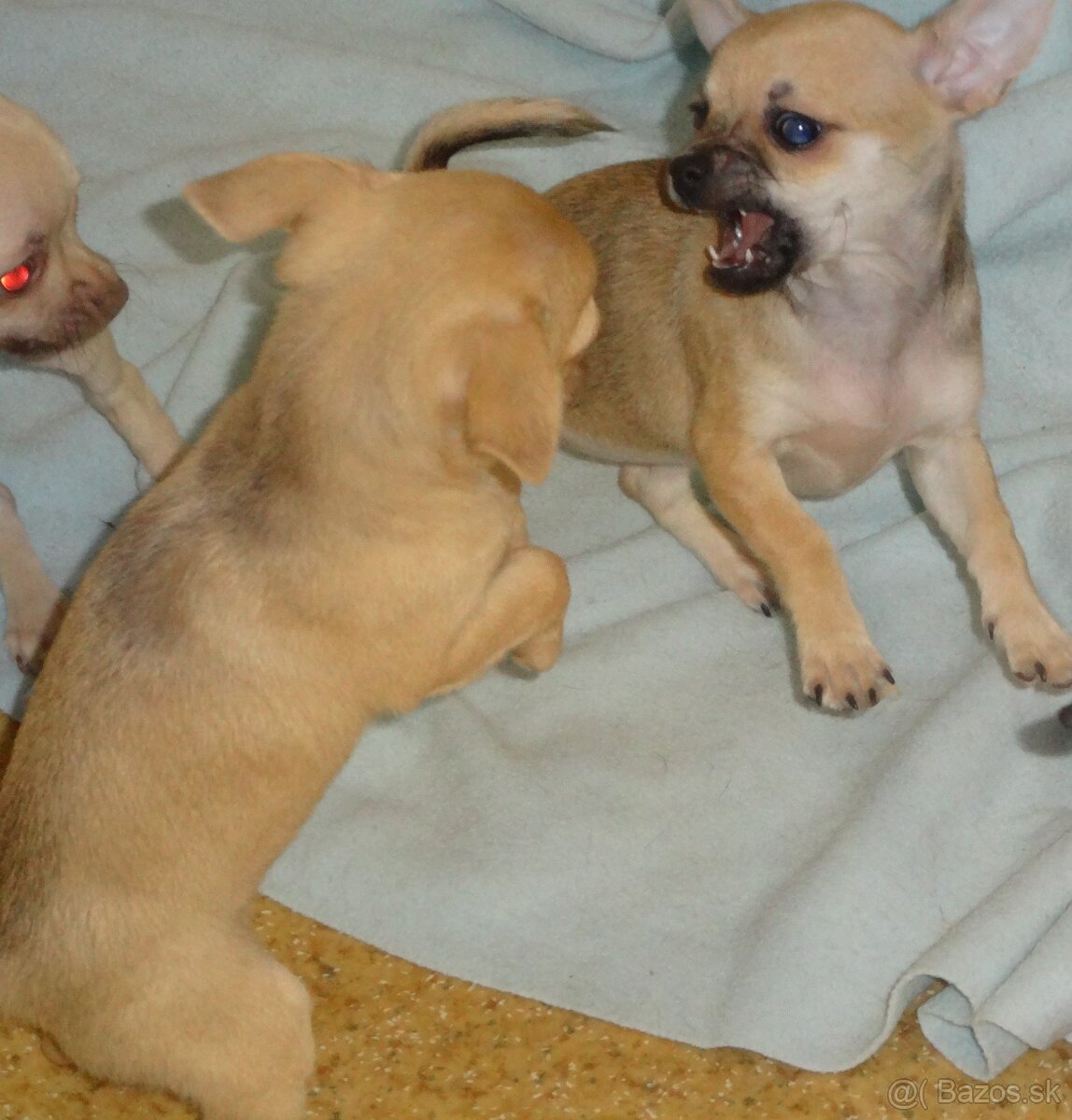 čivava krátkosrstá - 7