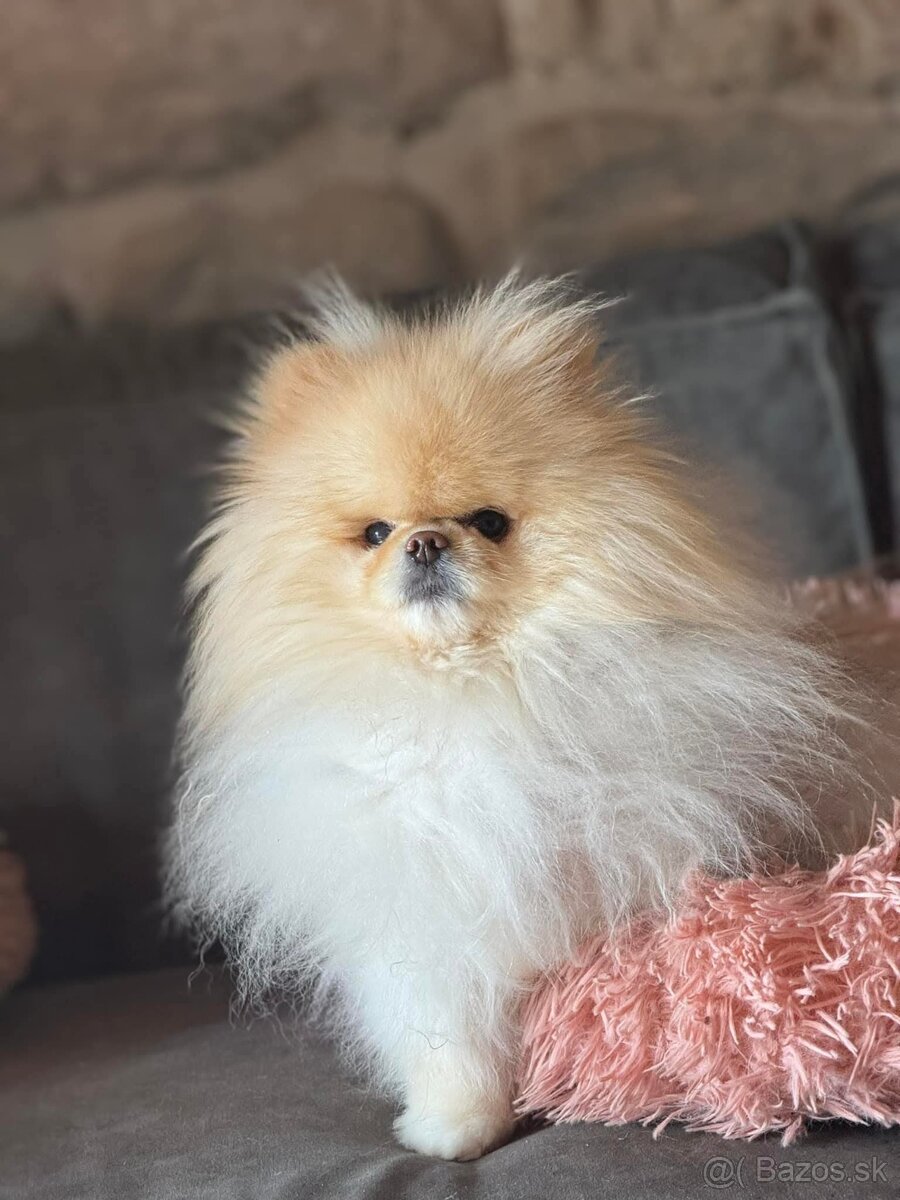 Pomeranian mini šable - 7