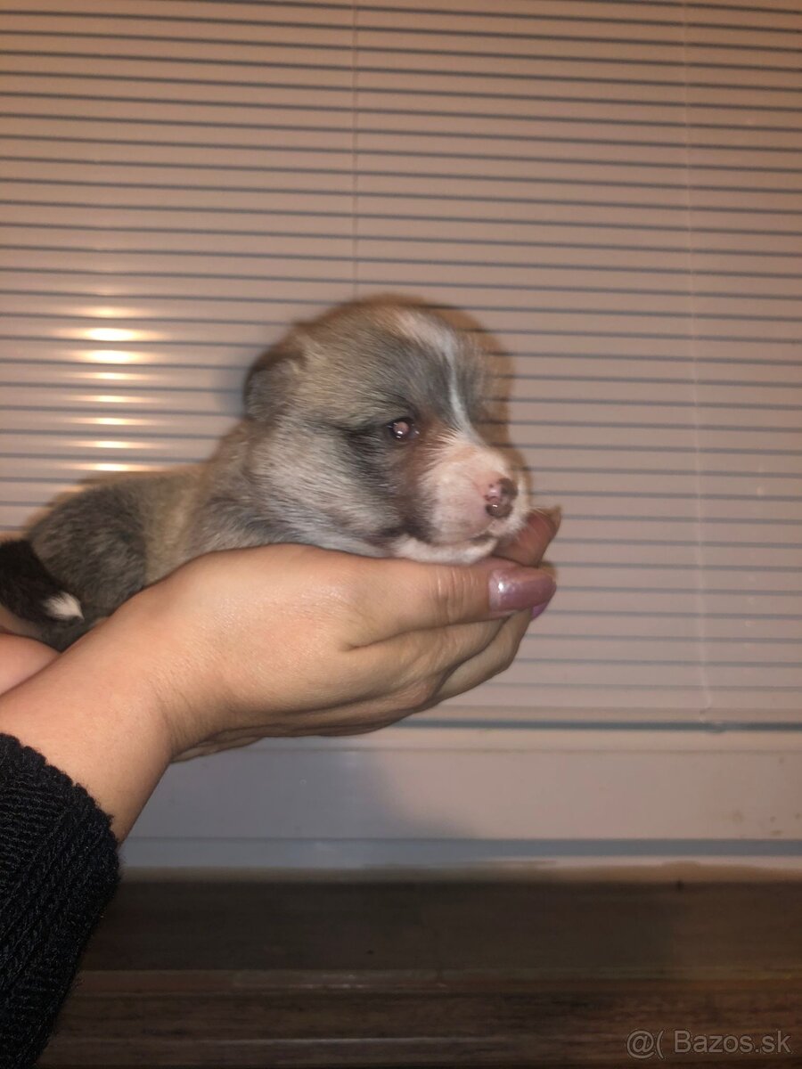 Welsh Corgi pembroke - 7