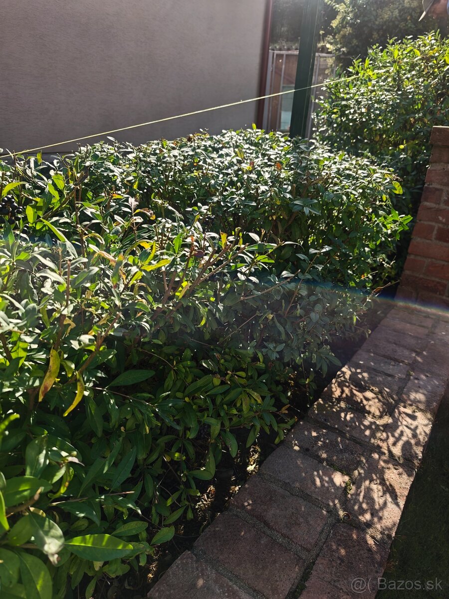 Vtáčí zob (Ligustrum) - 7