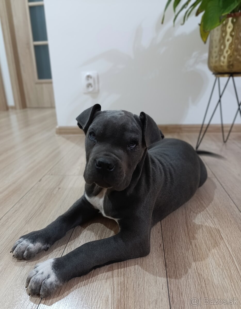 Cane Corso - 7