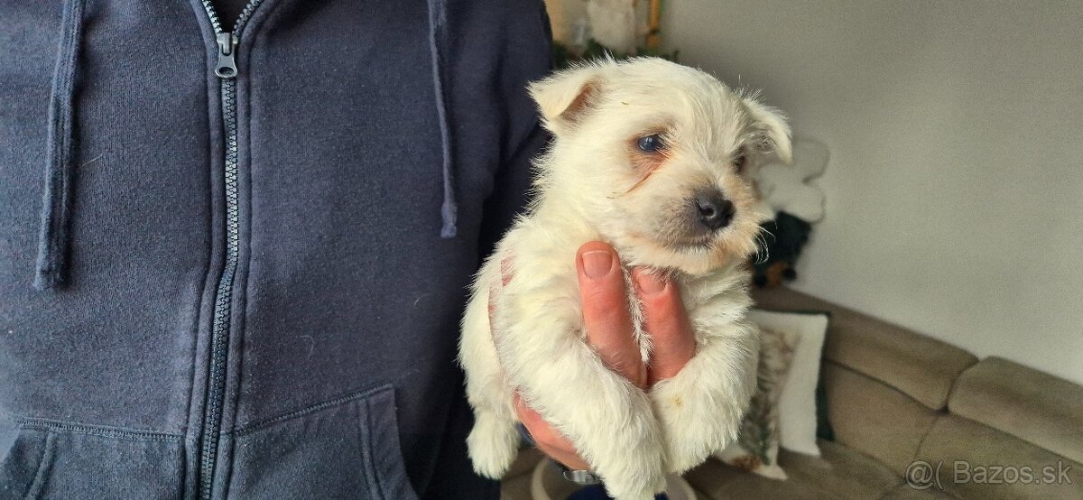 Predam Westika fenku - 7