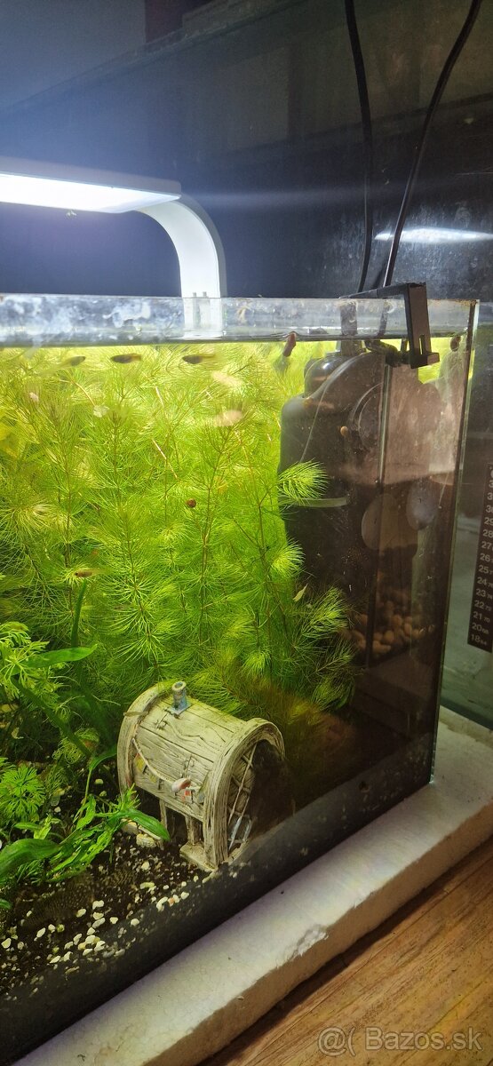 Akvárium 45l - 7