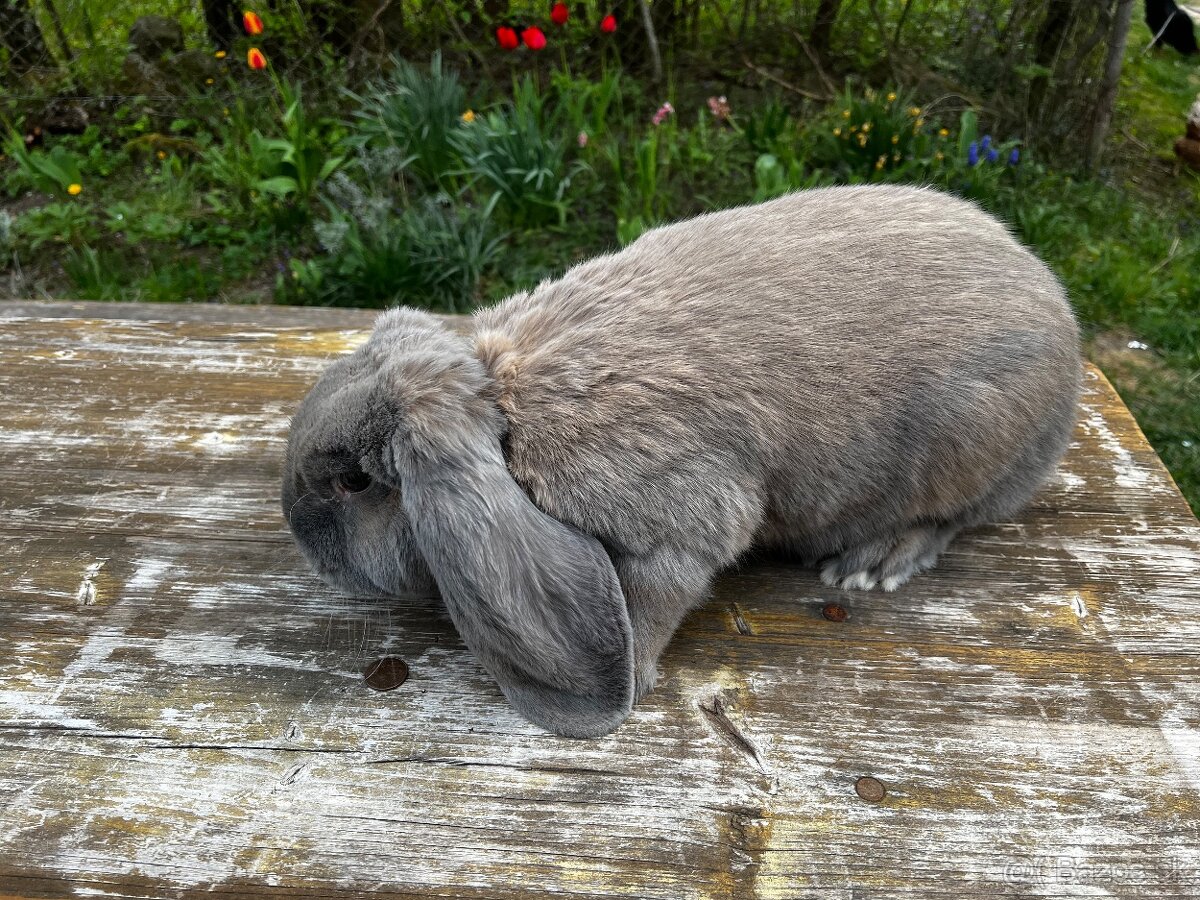 Francuzsky baran - 7