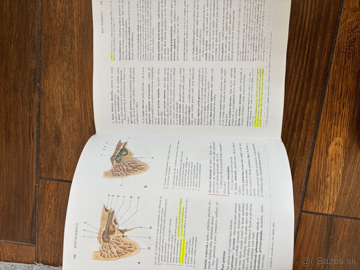 Anatomia Čihak 1,2,3 - 7