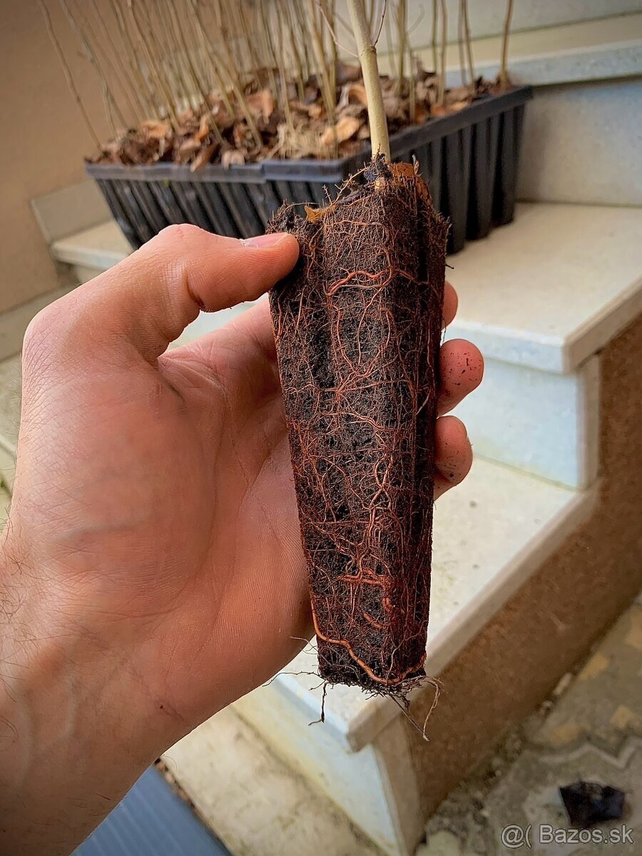 Sadenice drevín - 7