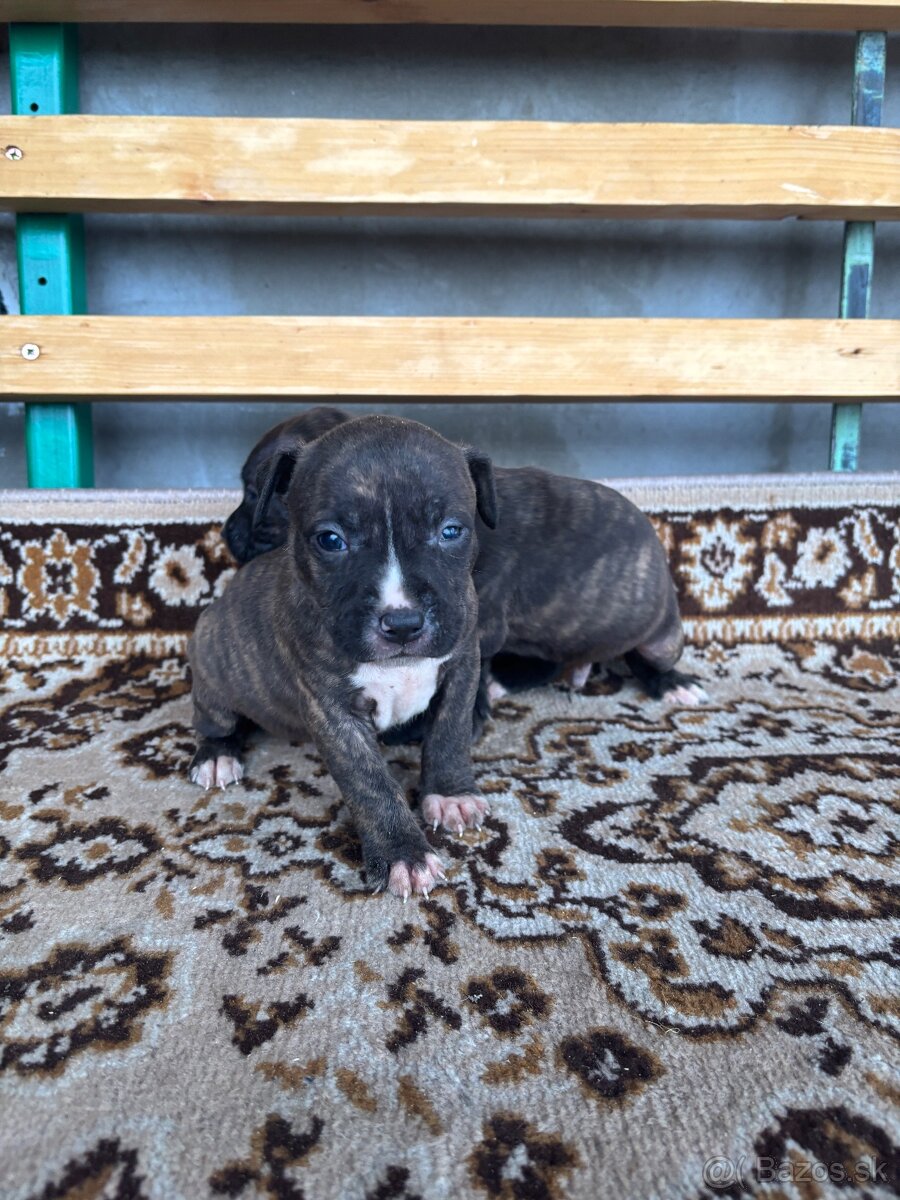 Americký stafordsirsky terier, Stafford, amstaf - 7