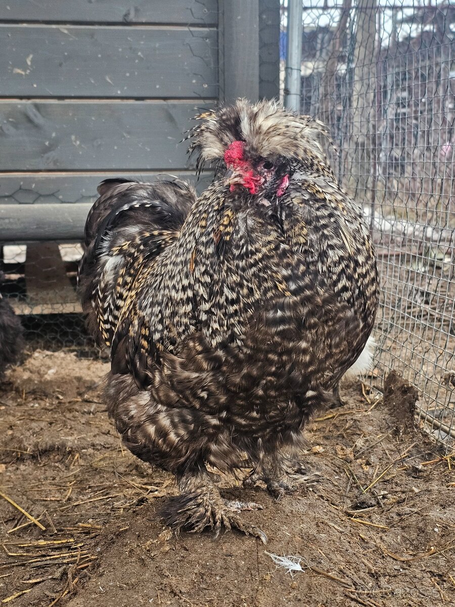 Hodvábničky kohútikovia - 7