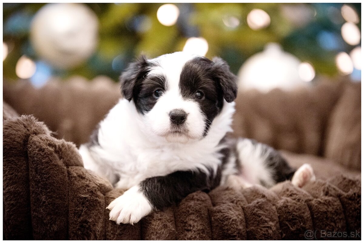 Border Collie Border Kolia s PP FCI - 7