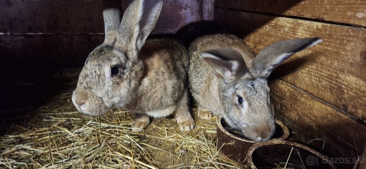 Predám samičky - 7