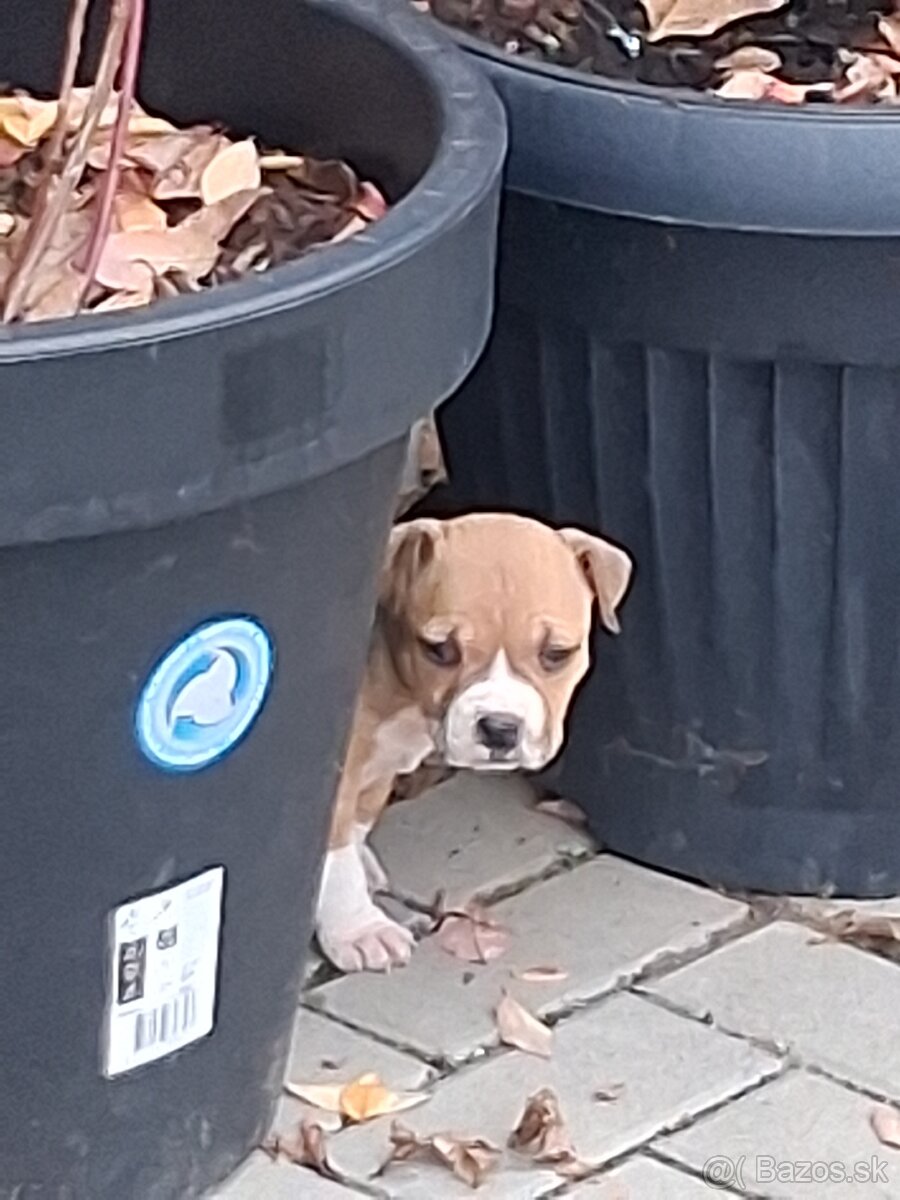 Americky stafordsirsky terier - 7