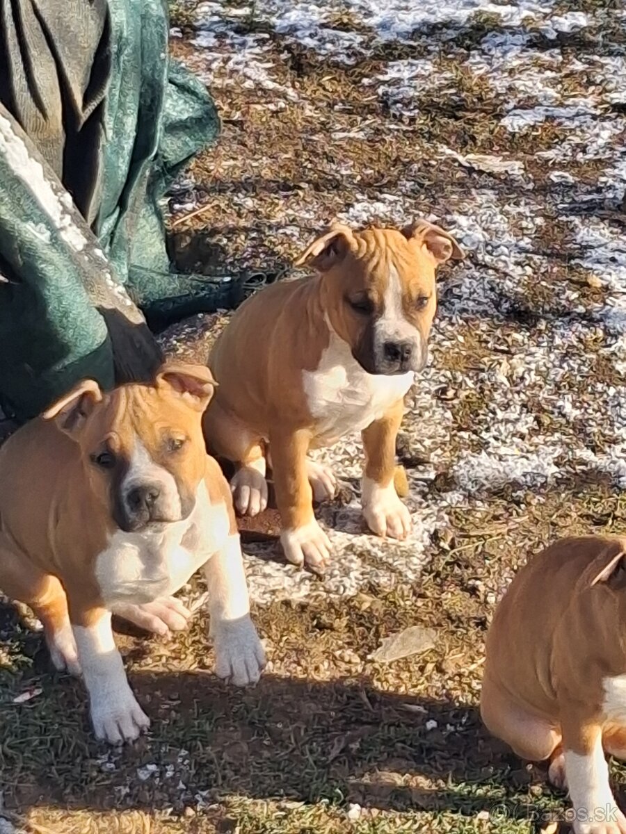 Americky stafordsirsky terier - 7