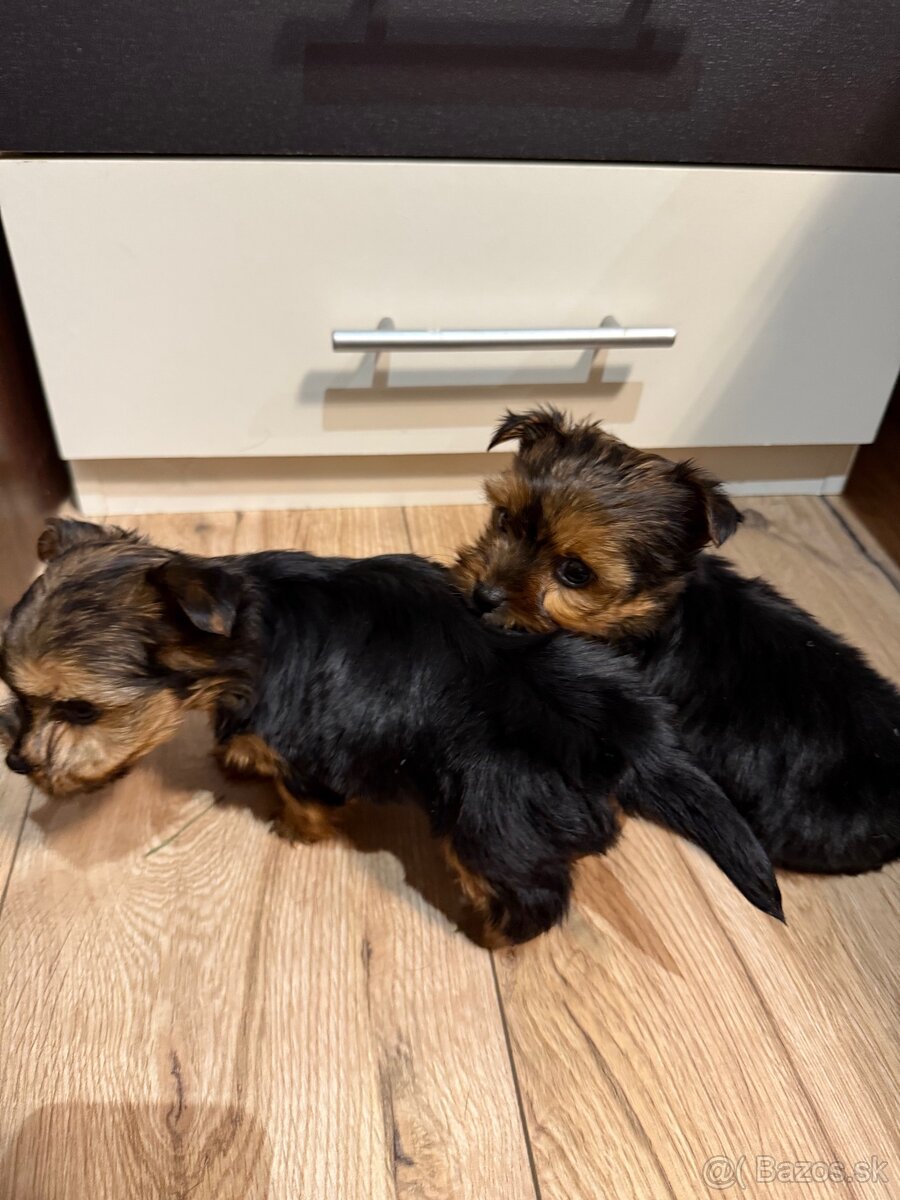 York, Yorkshire, Yorkshire terier, mini yorkshire - 7