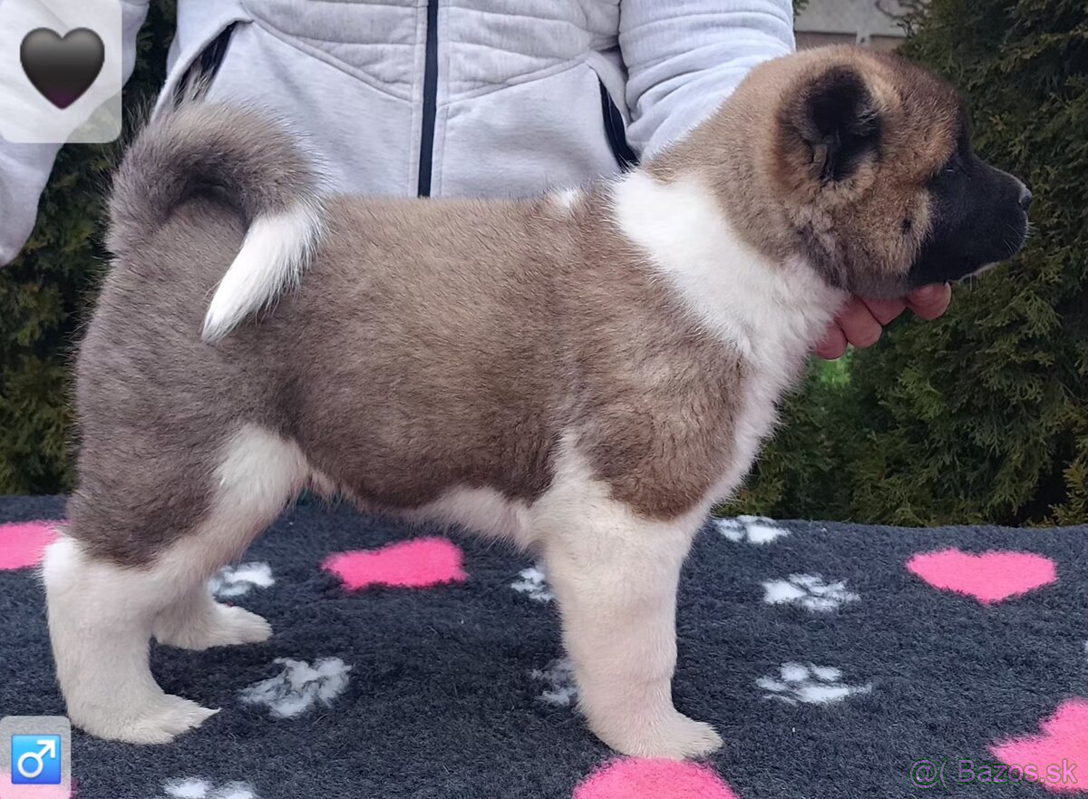 Americká akita (American akita) s PP - 7
