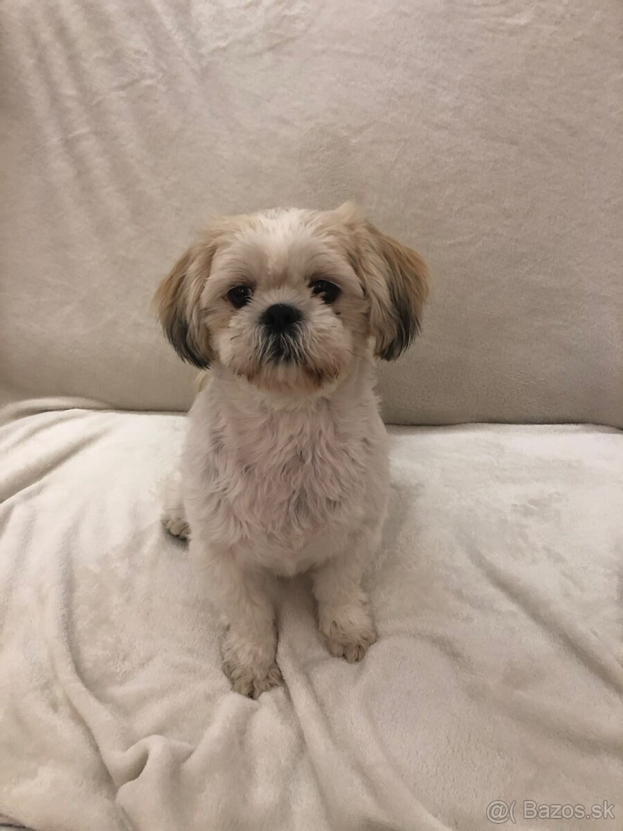 Predám šteniatka plemena shi tzu - 7