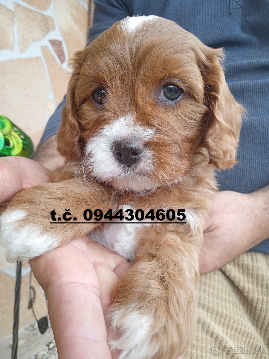 cavapoo - 7