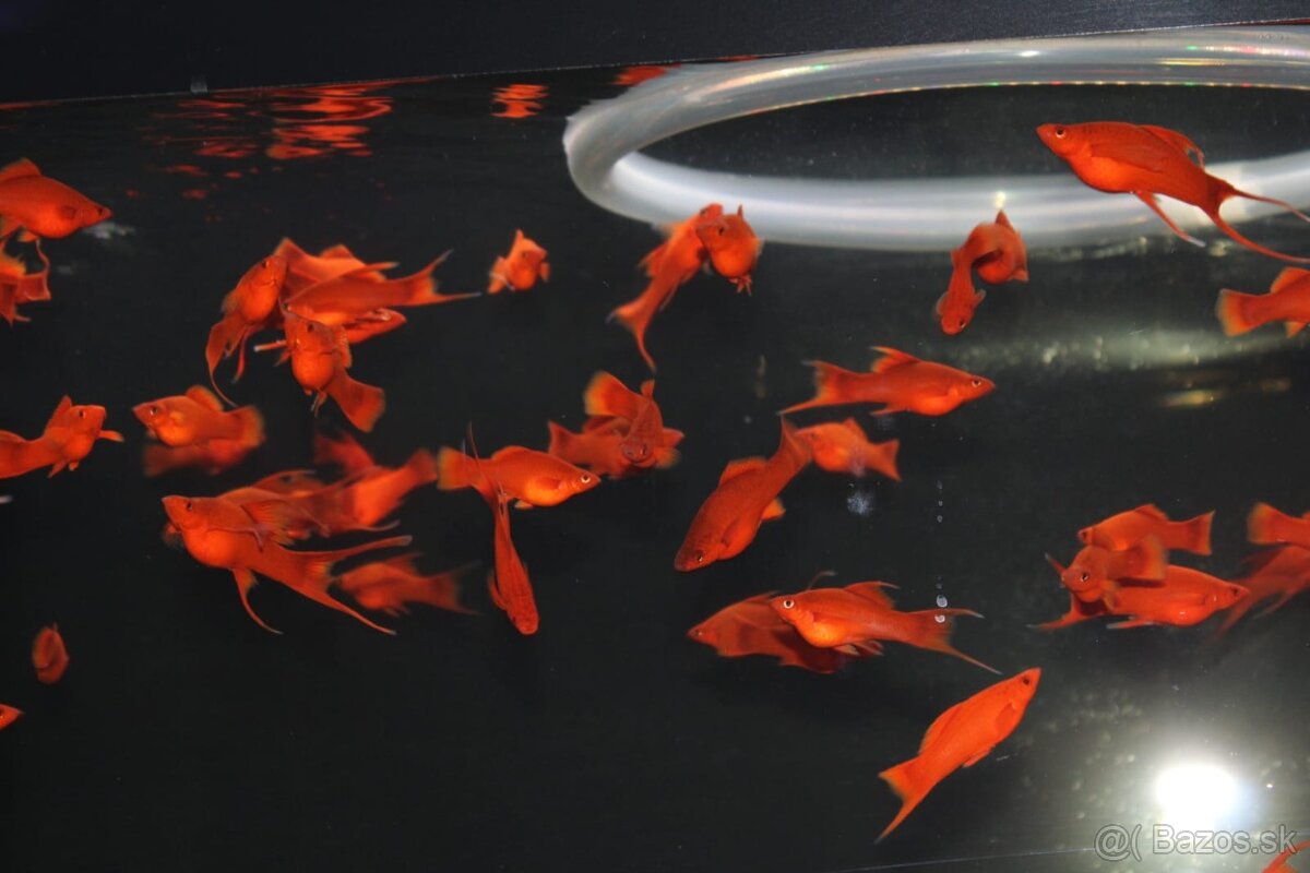 ⛔️Xiphophorus Helleri Red Ruby⛔️ - 7