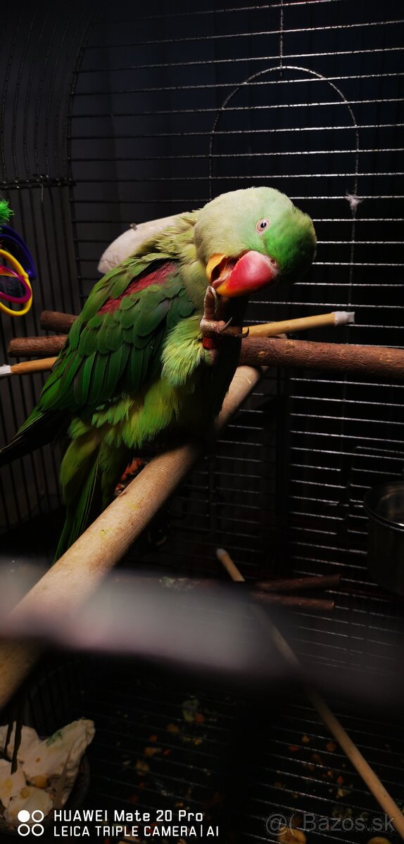 Alexander Veľký - 7