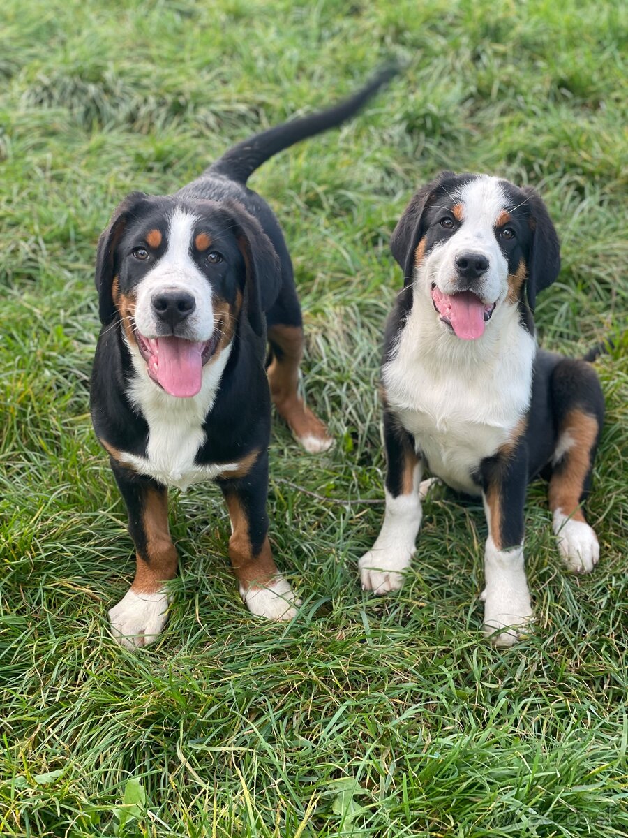 Veľký Švajčiarsky salašnícky pes - 7