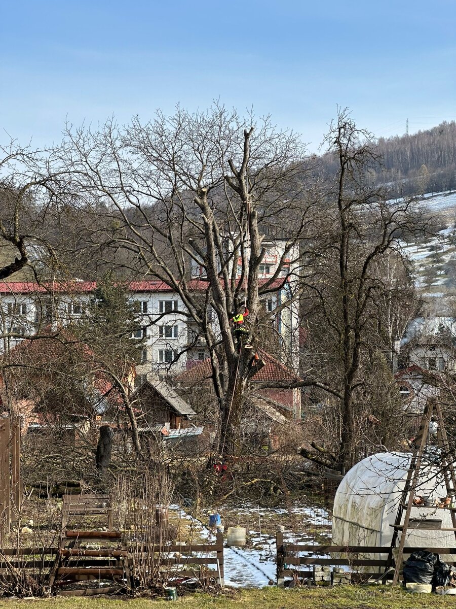 Výrub rizikových stromov - 7