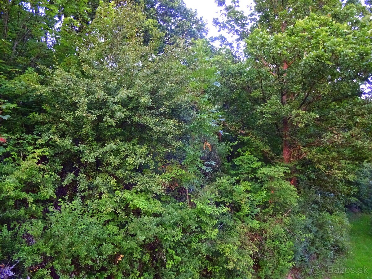 Predaj - lesy, k.ú. Vagrinec - 7
